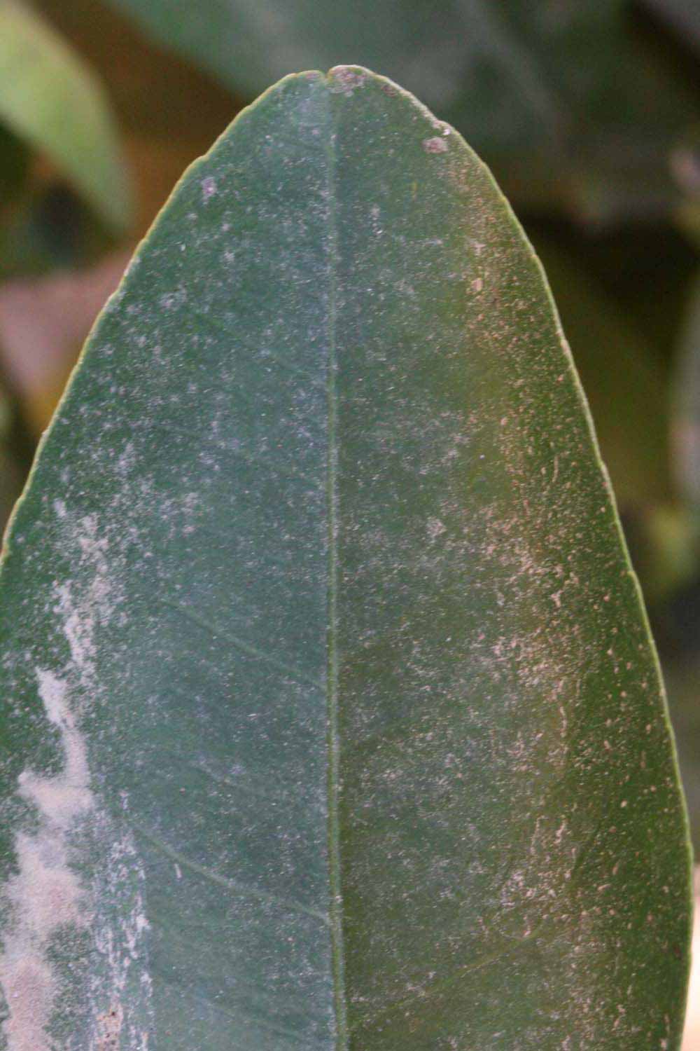              Margin (Riverside, CA)       